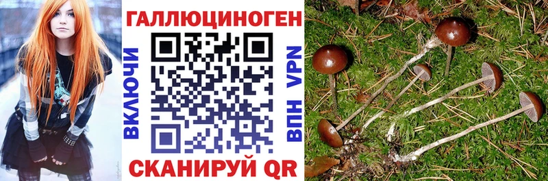Псилоцибиновые грибы мицелий  Махачкала 